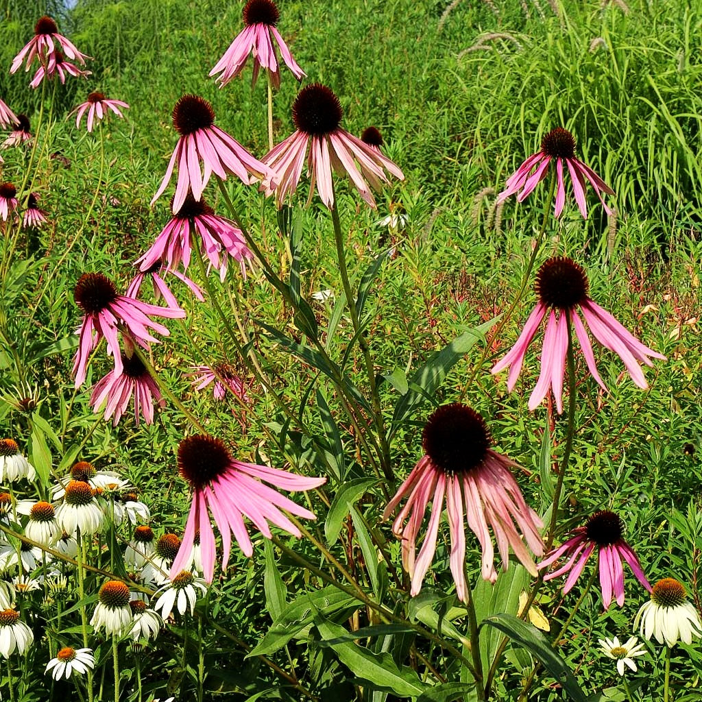 Bleicher Sonnenhut (Echinacea pallida)