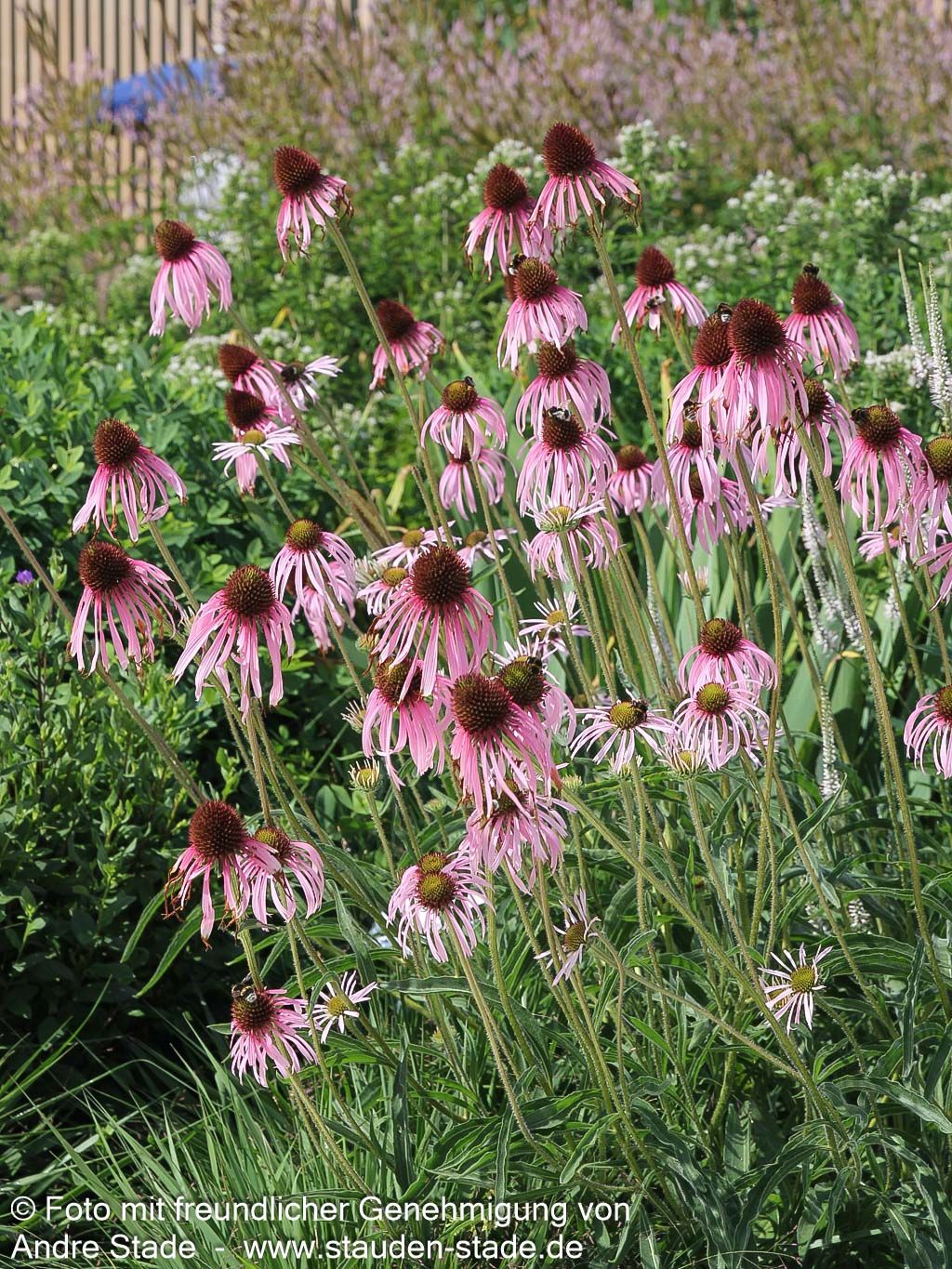 Bleicher Sonnenhut (Echinacea pallida)