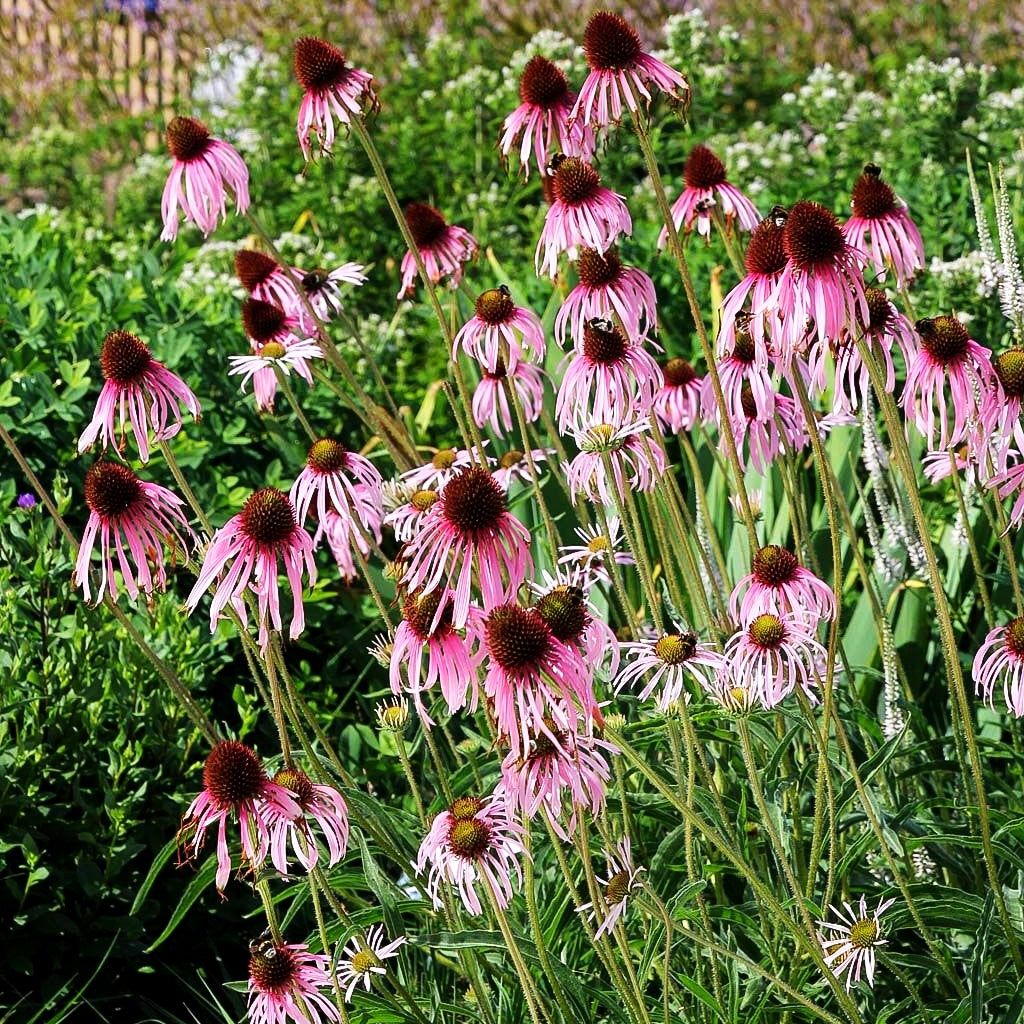 Bleicher Sonnenhut (Echinacea pallida)