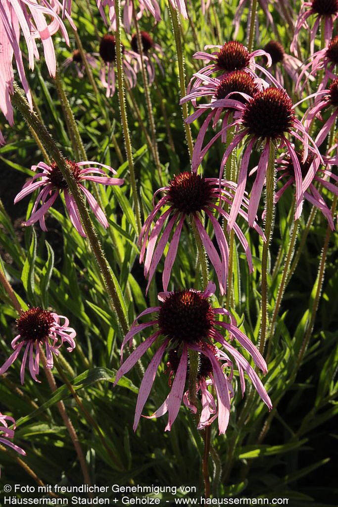 Bleicher Sonnenhut (Echinacea pallida)