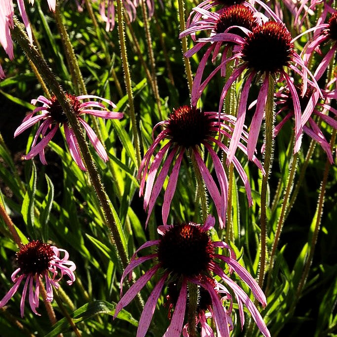 Bleicher Sonnenhut (Echinacea pallida)