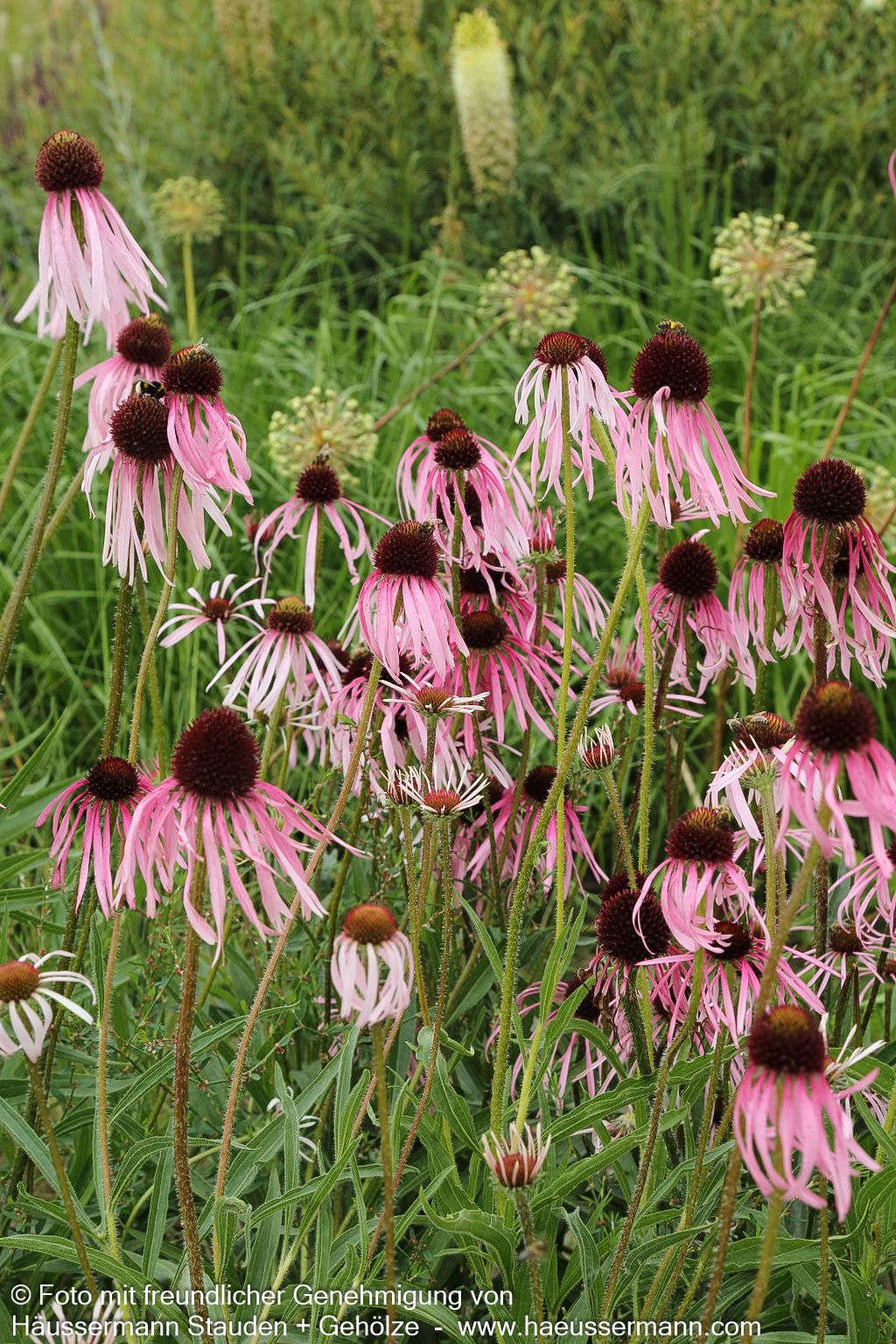 Bleicher Sonnenhut (Echinacea pallida)