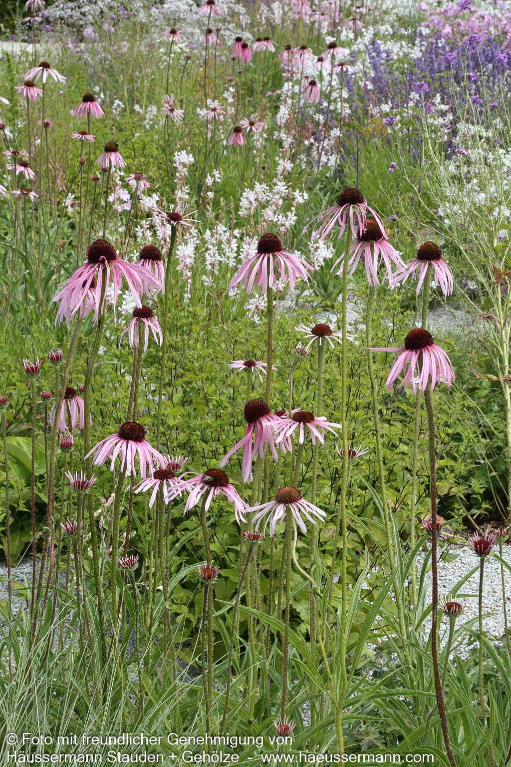 Bleicher Sonnenhut (Echinacea pallida)