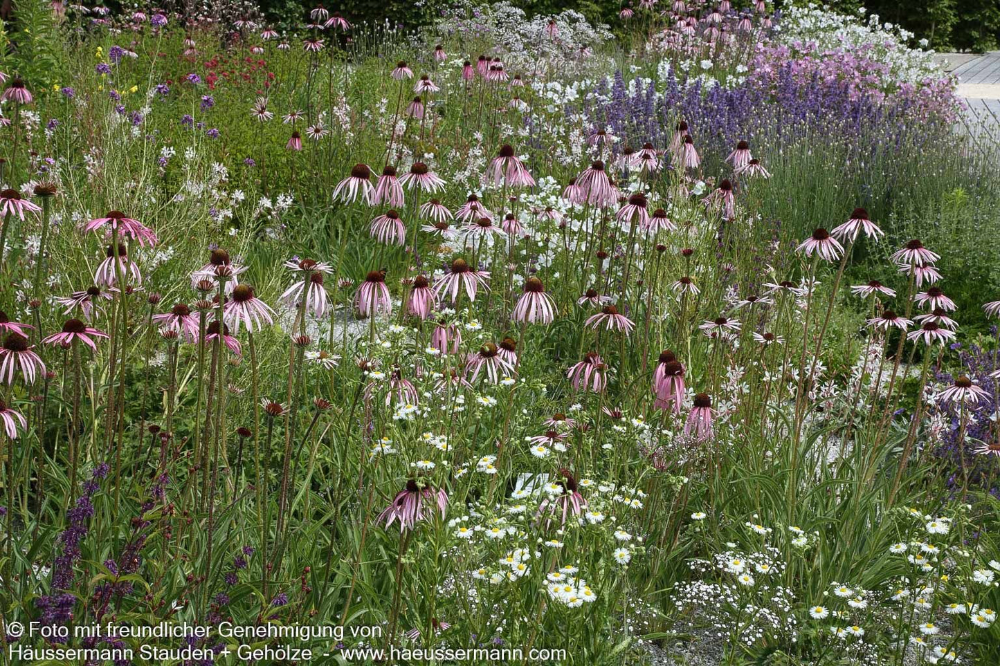 Bleicher Sonnenhut (Echinacea pallida)
