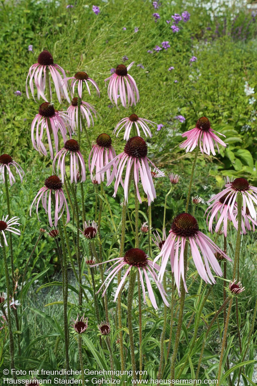 Bleicher Sonnenhut (Echinacea pallida)