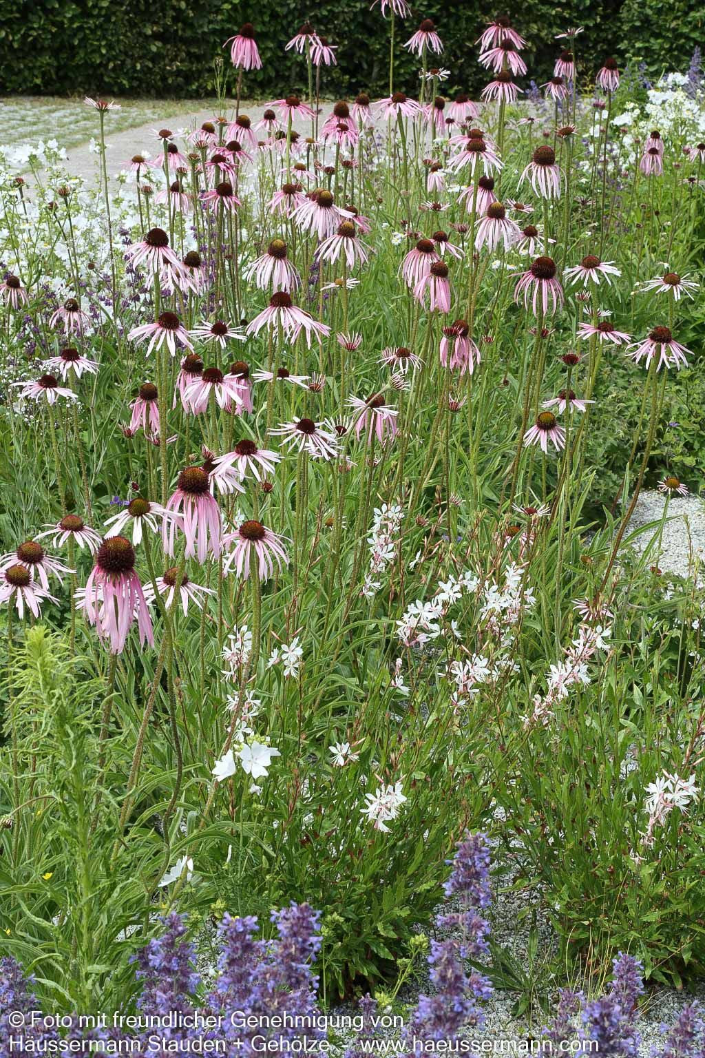 Bleicher Sonnenhut (Echinacea pallida)