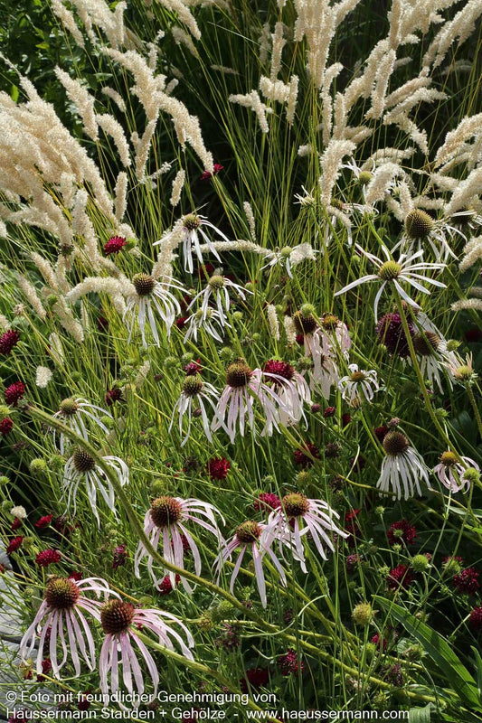 Bleicher Sonnenhut 'Hula Dancer' (Echinacea pallida)