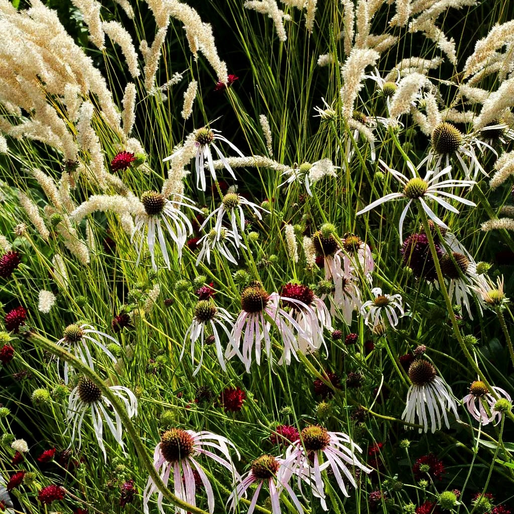 Bleicher Sonnenhut 'Hula Dancer' (Echinacea pallida)