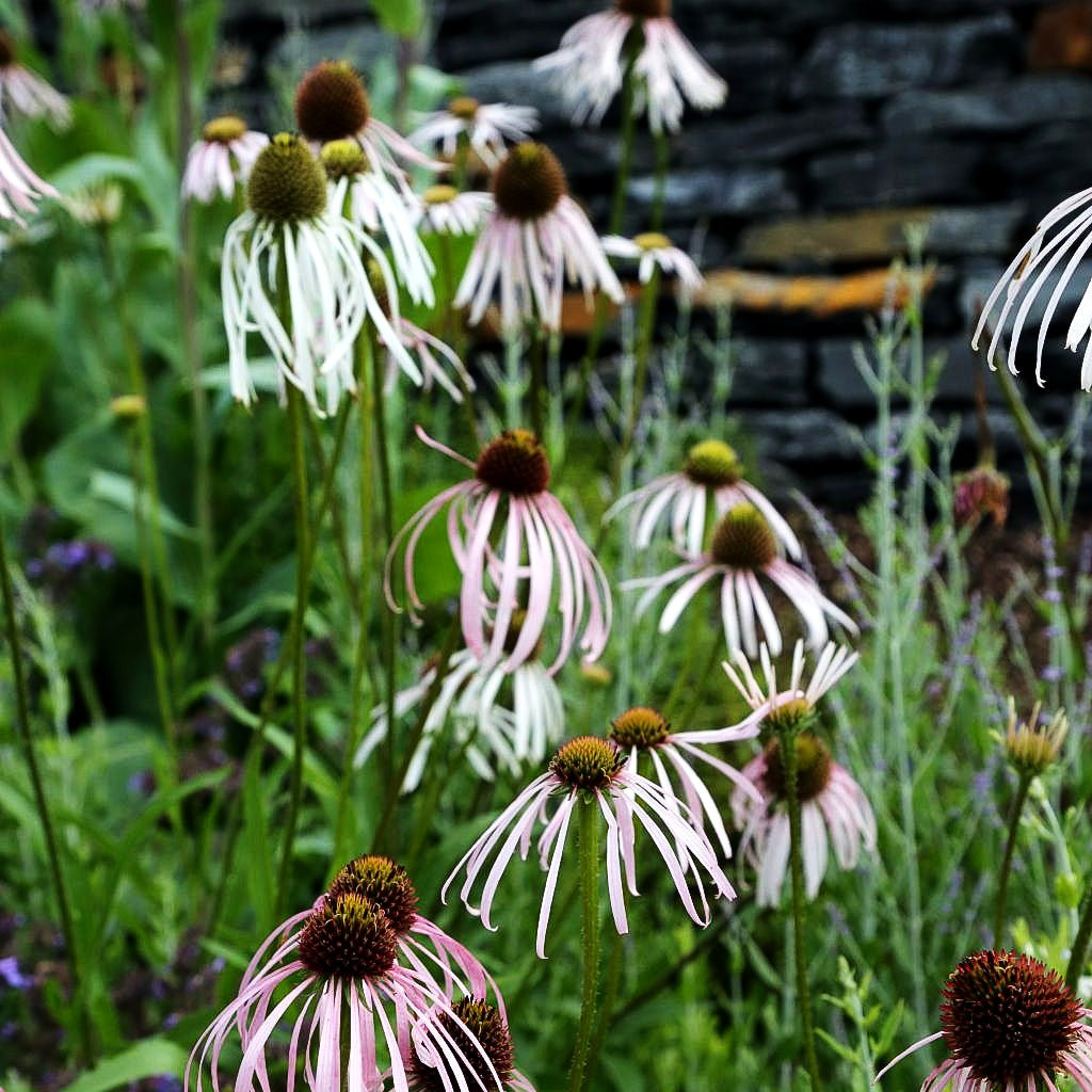Bleicher Sonnenhut 'Hula Dancer' (Echinacea pallida)