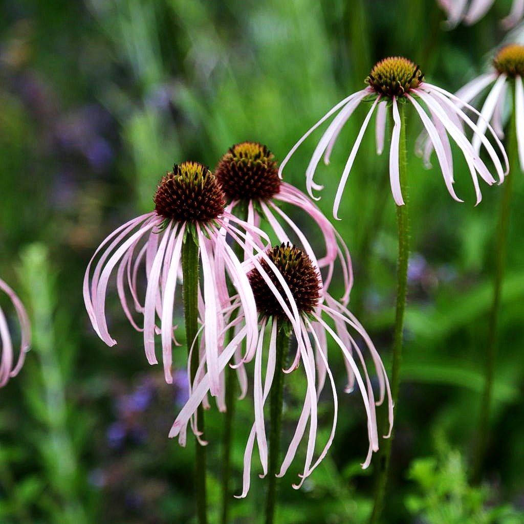 Bleicher Sonnenhut 'Hula Dancer' (Echinacea pallida)