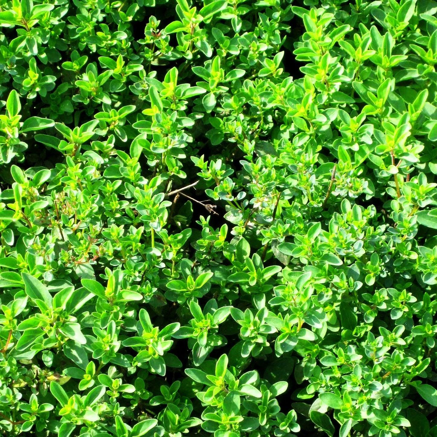 Blüten-Dost 'Aromaticum' (Origanum laevigatum)