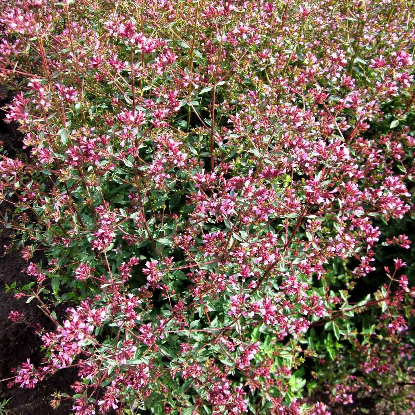 Blüten-Dost 'Aromaticum' (Origanum laevigatum)