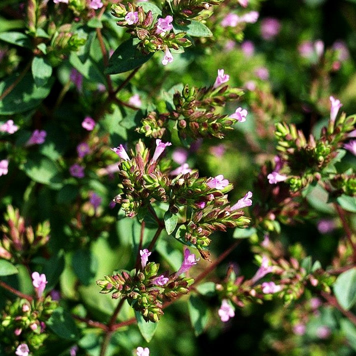 Blüten-Dost 'Aromaticum' (Origanum laevigatum)