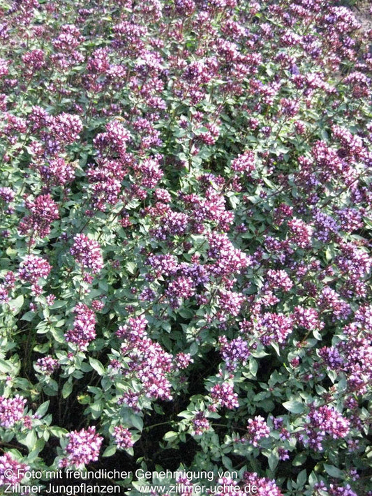 Blüten-Dost 'Herrenhausen' (Origanum laevigatum)