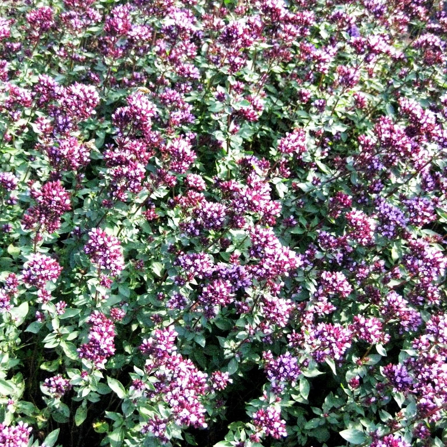 Blüten-Dost 'Herrenhausen' (Origanum laevigatum)