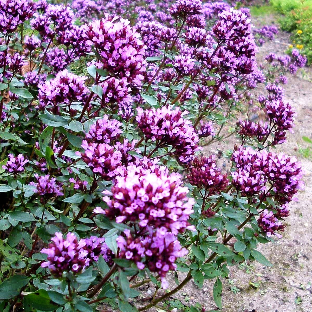 Blüten-Dost 'Herrenhausen' (Origanum laevigatum)