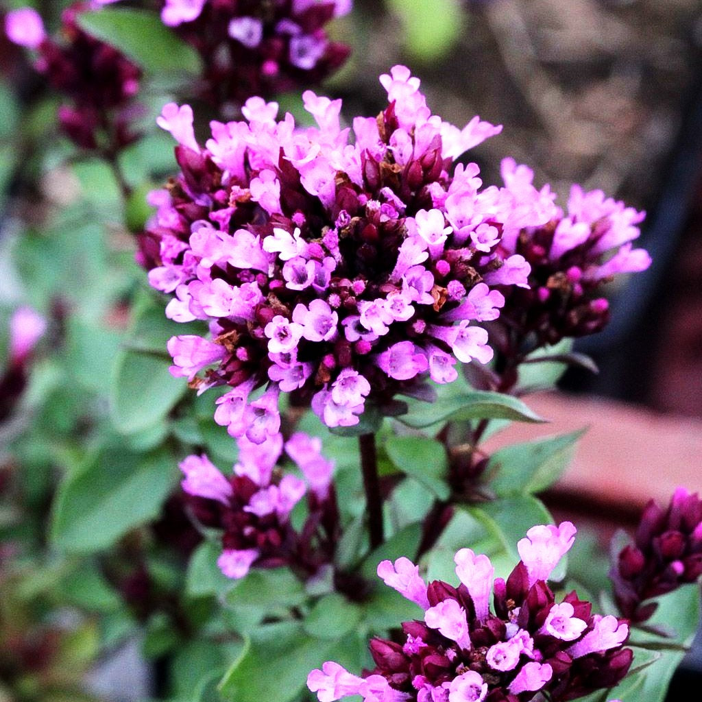 Blüten-Dost 'Herrenhausen' (Origanum laevigatum)