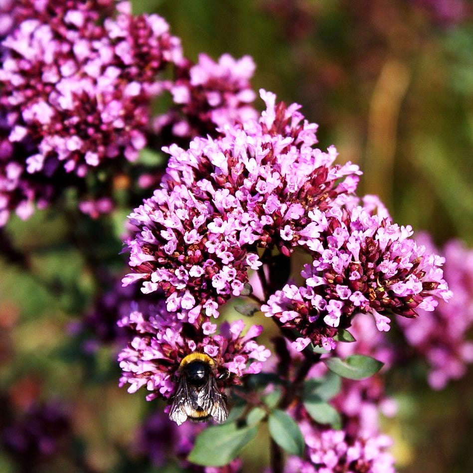 Blüten-Dost 'Herrenhausen' (Origanum laevigatum)