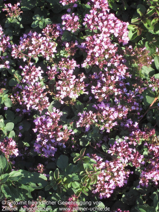 Blüten-Dost 'Rosenkuppel' (Origanum laevigatum)