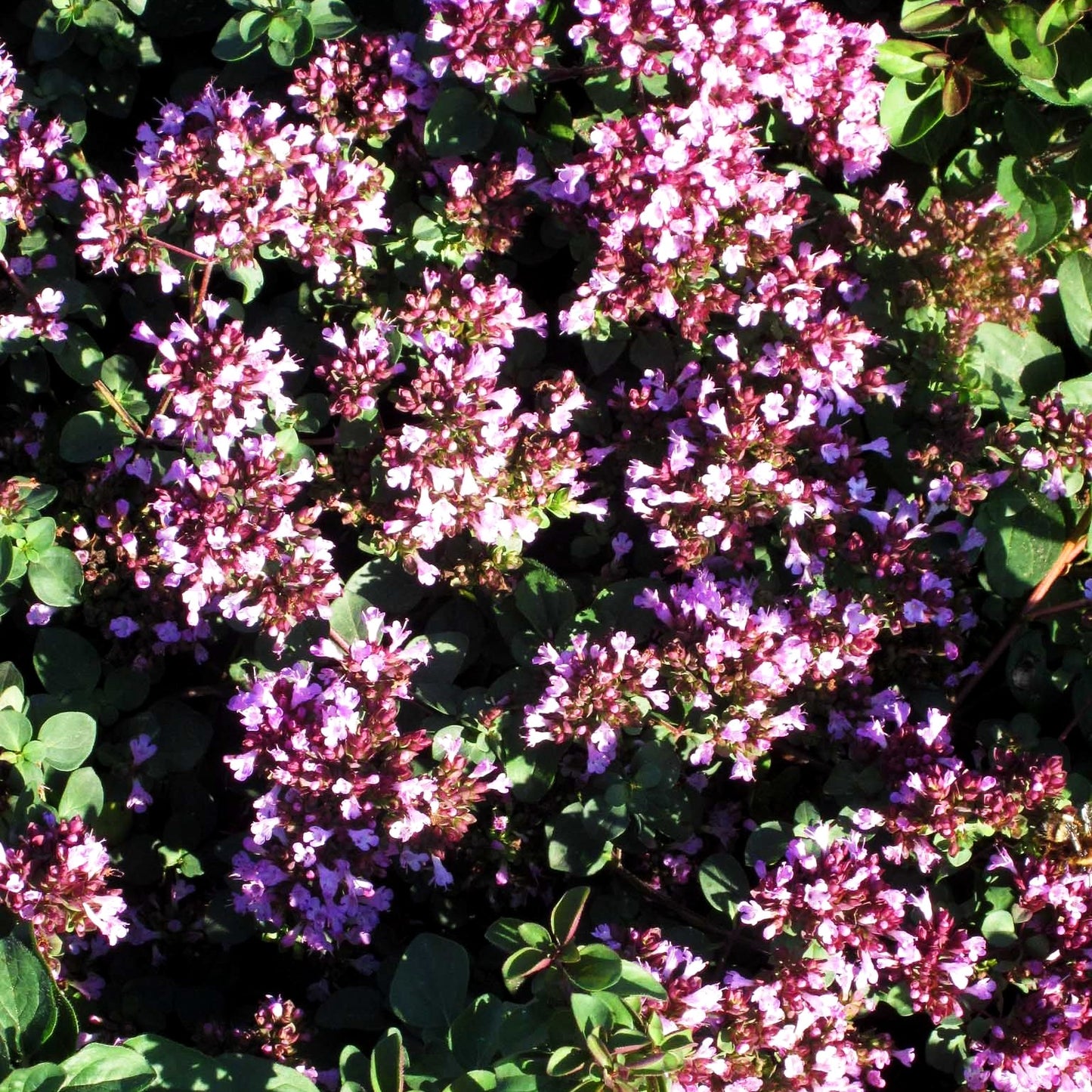 Blüten-Dost 'Rosenkuppel' (Origanum laevigatum)