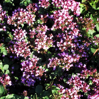 Blüten-Dost 'Rosenkuppel' (Origanum laevigatum)