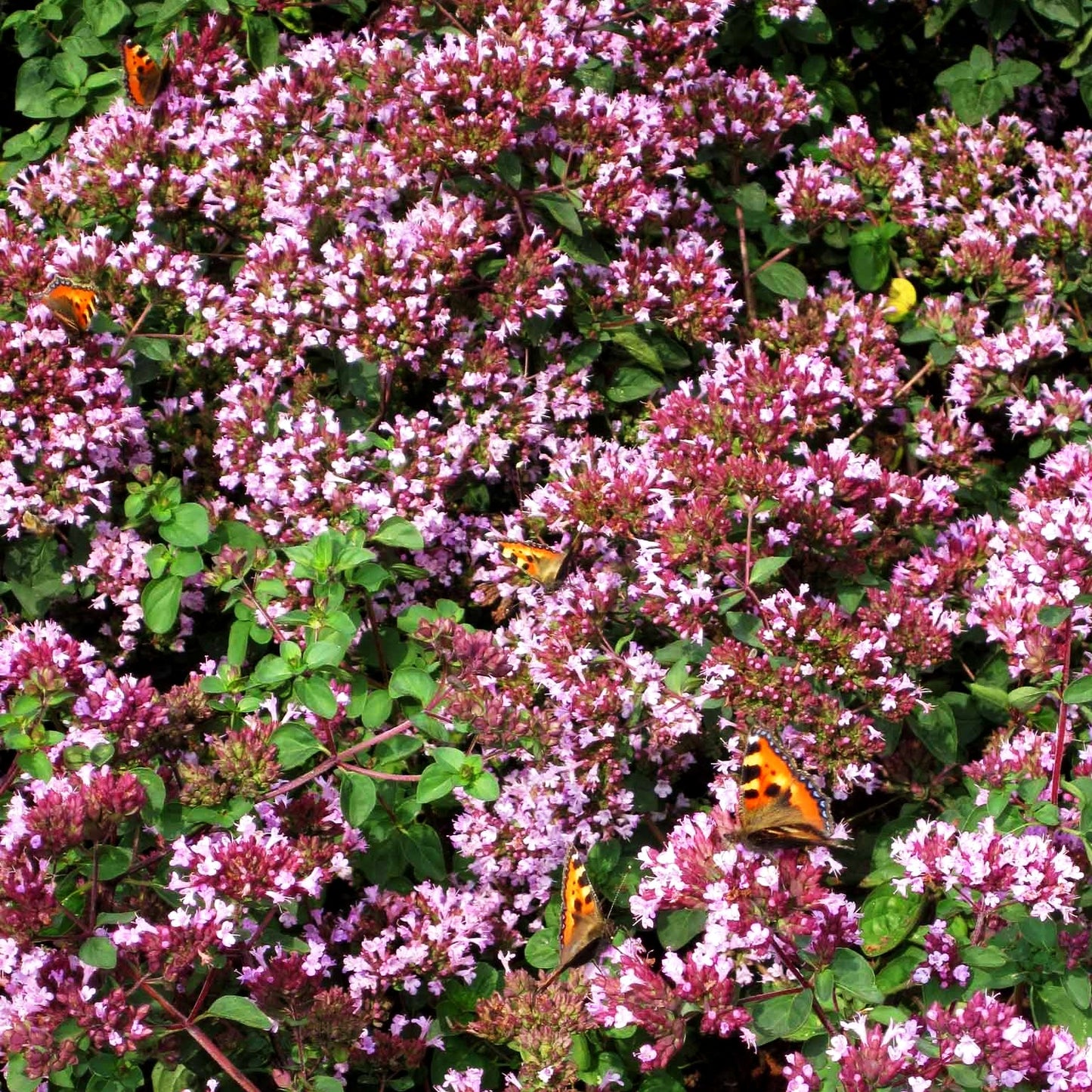 Blüten-Dost 'Rosenkuppel' (Origanum laevigatum)