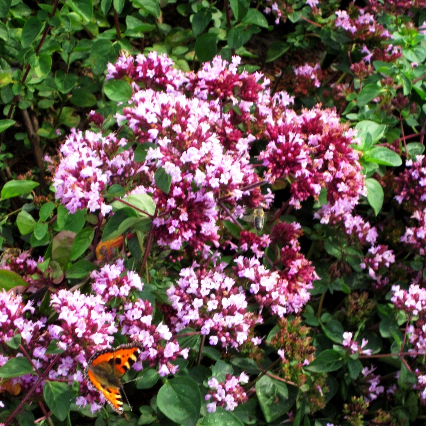 Blüten-Dost 'Rosenkuppel' (Origanum laevigatum)