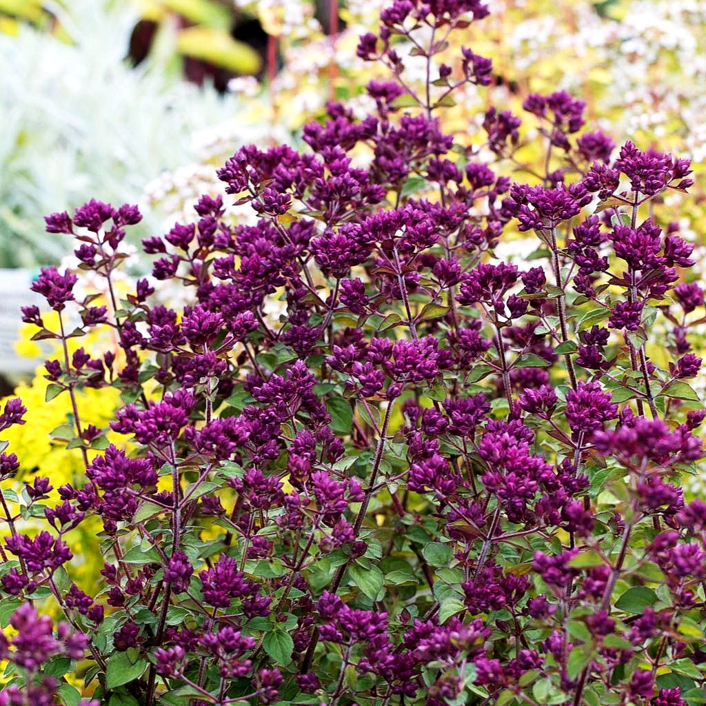 Blüten-Dost 'Rosenkuppel' (Origanum laevigatum)