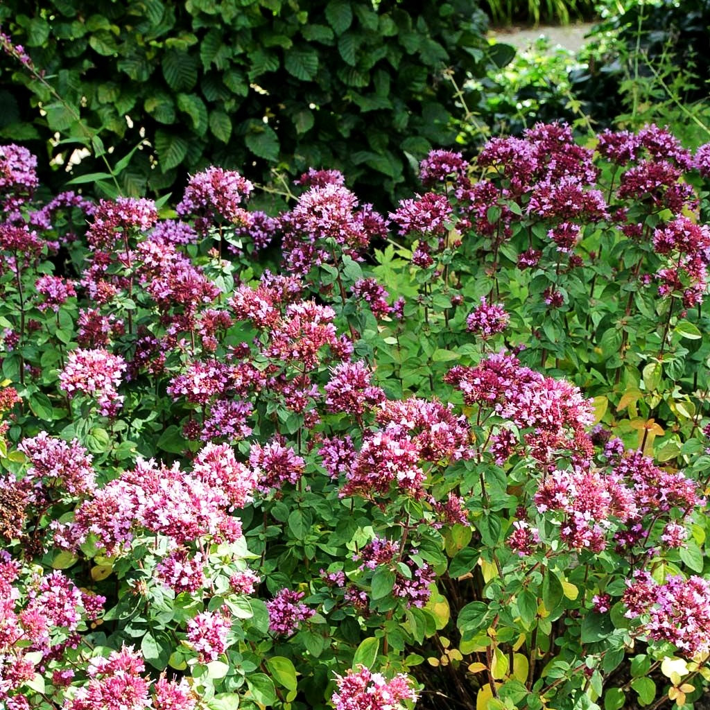 Blüten-Dost 'Rosenkuppel' (Origanum laevigatum)