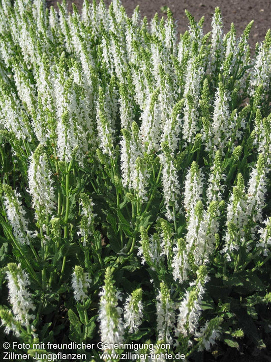 Blüten-Salbei 'Adrian' (Salvia nemorosa)