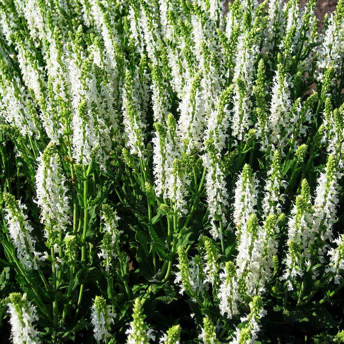 Blüten-Salbei 'Adrian' (Salvia nemorosa)