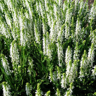 Blüten-Salbei 'Adrian' (Salvia nemorosa)