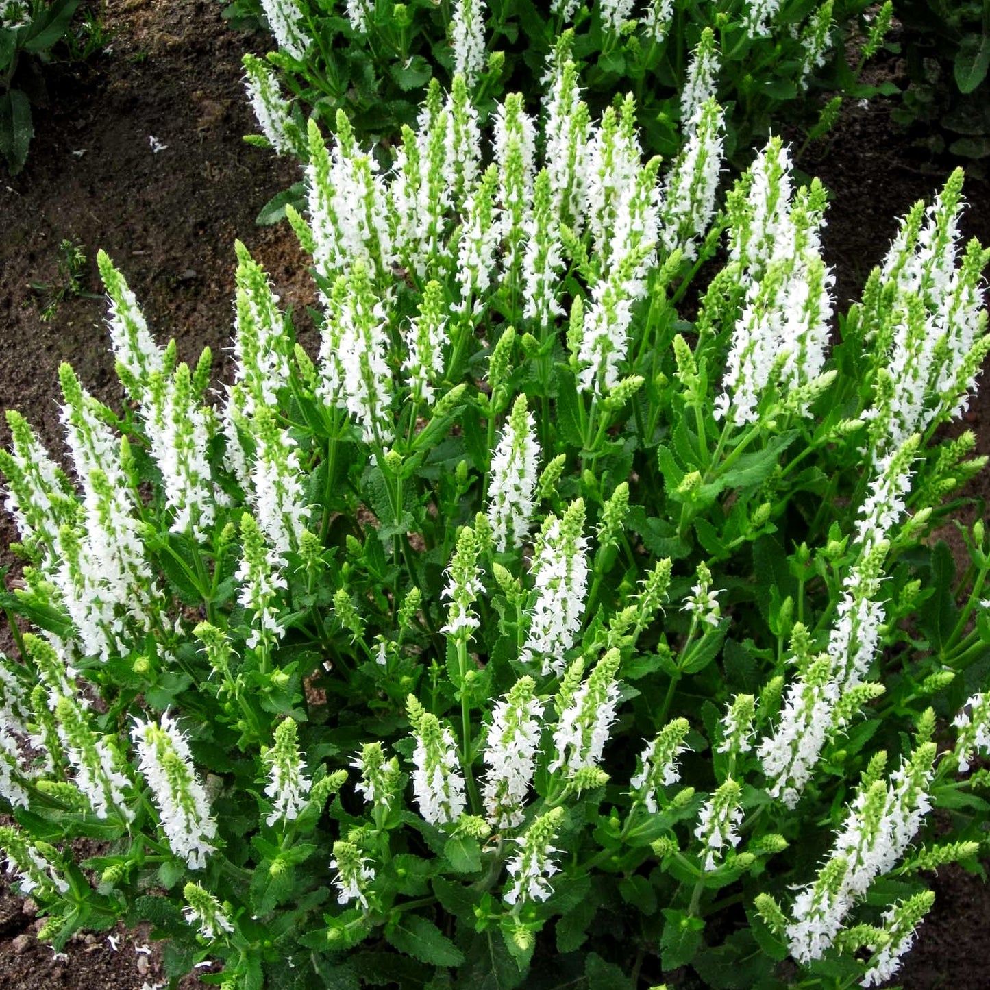 Blüten-Salbei 'Adrian' (Salvia nemorosa)