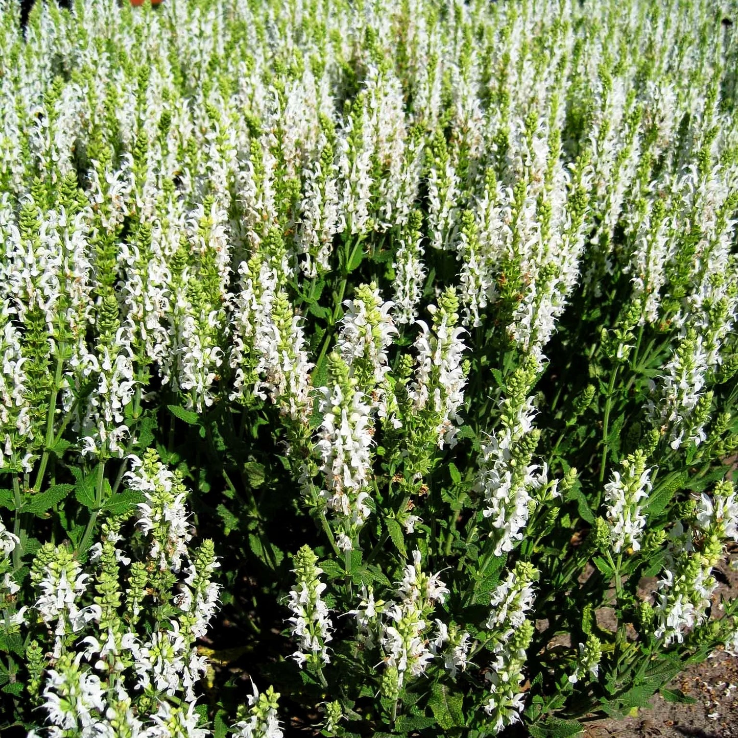 Blüten-Salbei 'Adrian' (Salvia nemorosa)