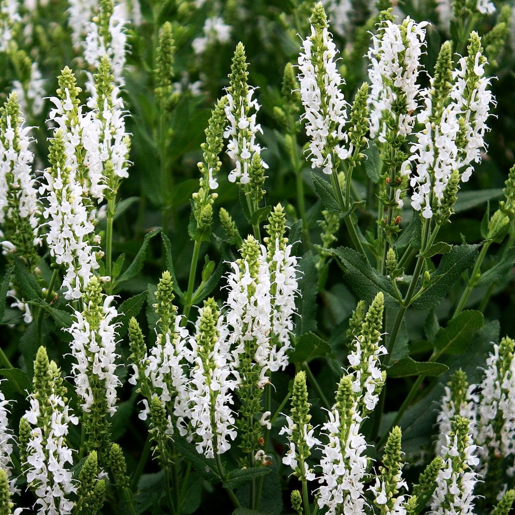 Blüten-Salbei 'Adrian' (Salvia nemorosa)