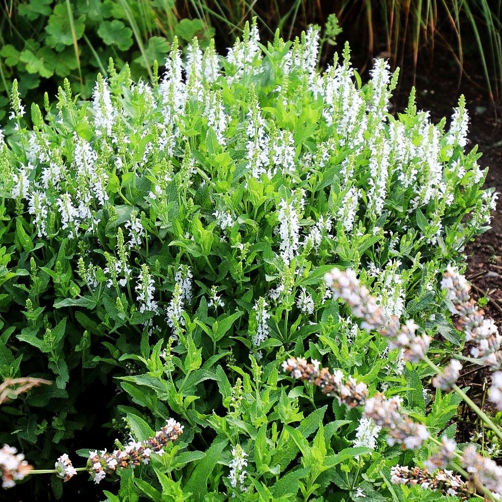 Blüten-Salbei 'Adrian' (Salvia nemorosa)