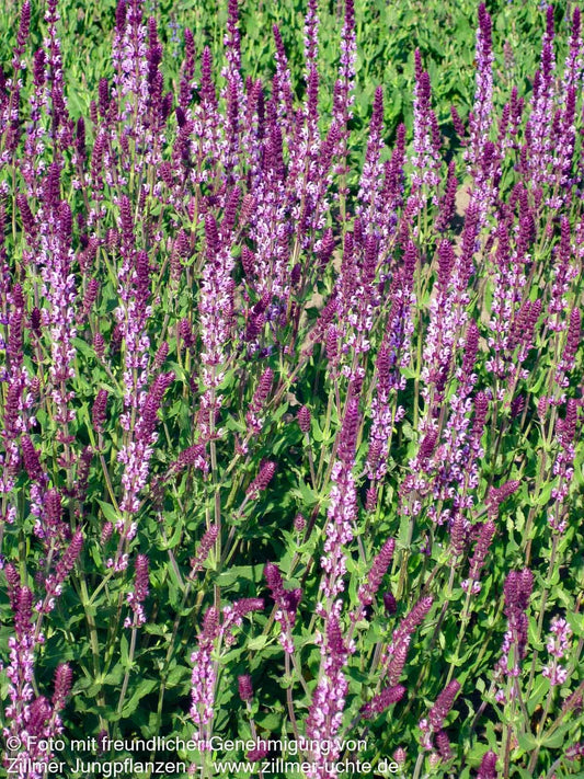 Blüten-Salbei 'Amethyst' (Salvia nemorosa)