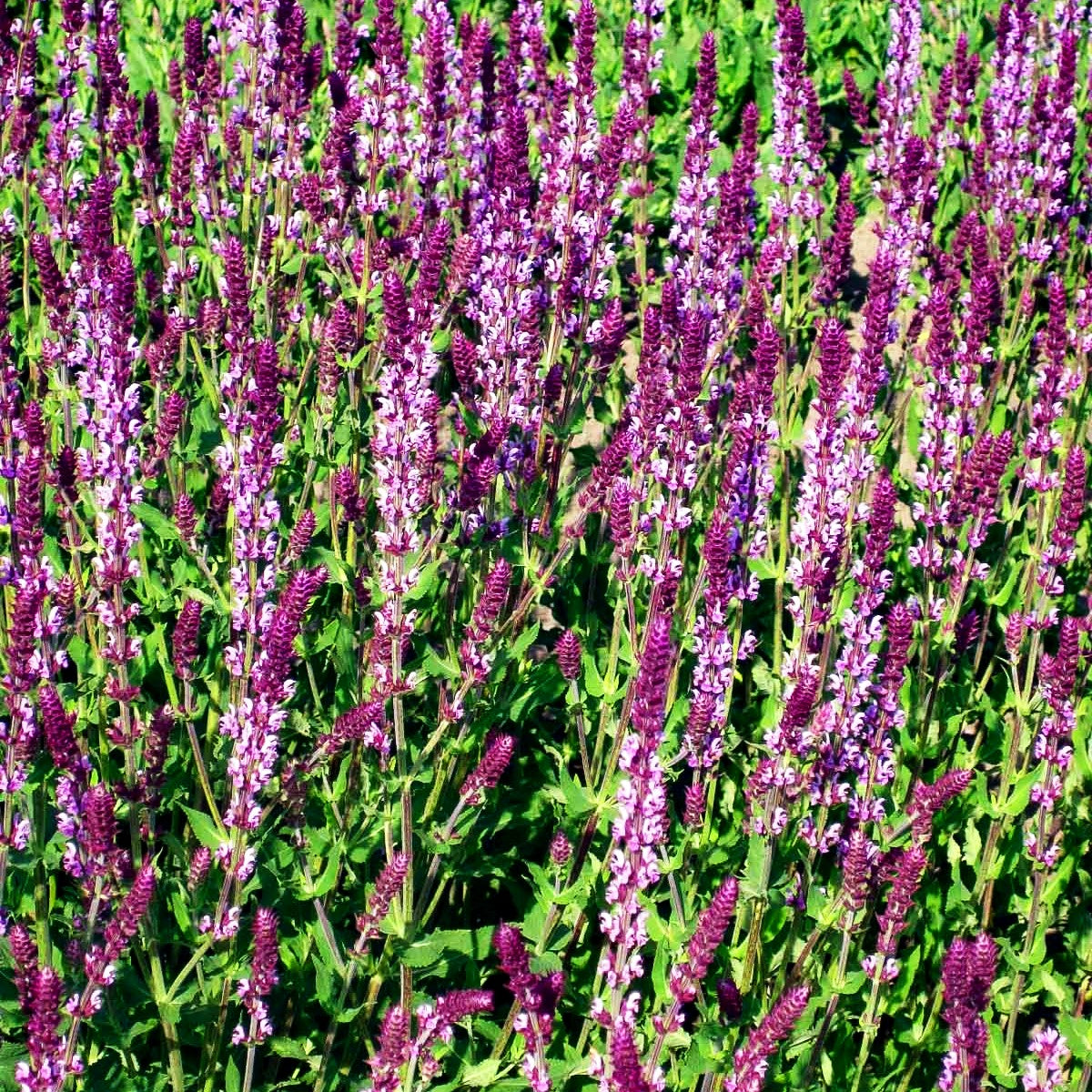 Blüten-Salbei 'Amethyst' (Salvia nemorosa)