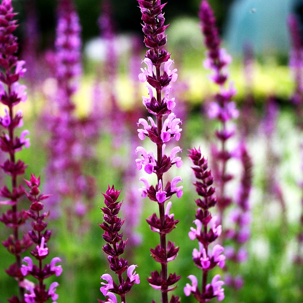 Blüten-Salbei 'Amethyst' (Salvia nemorosa)