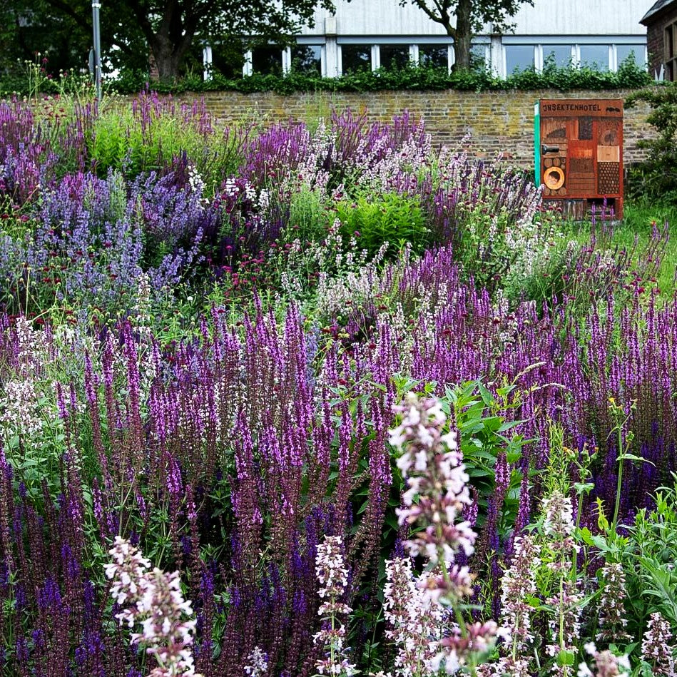 Blüten-Salbei 'Amethyst' (Salvia nemorosa)