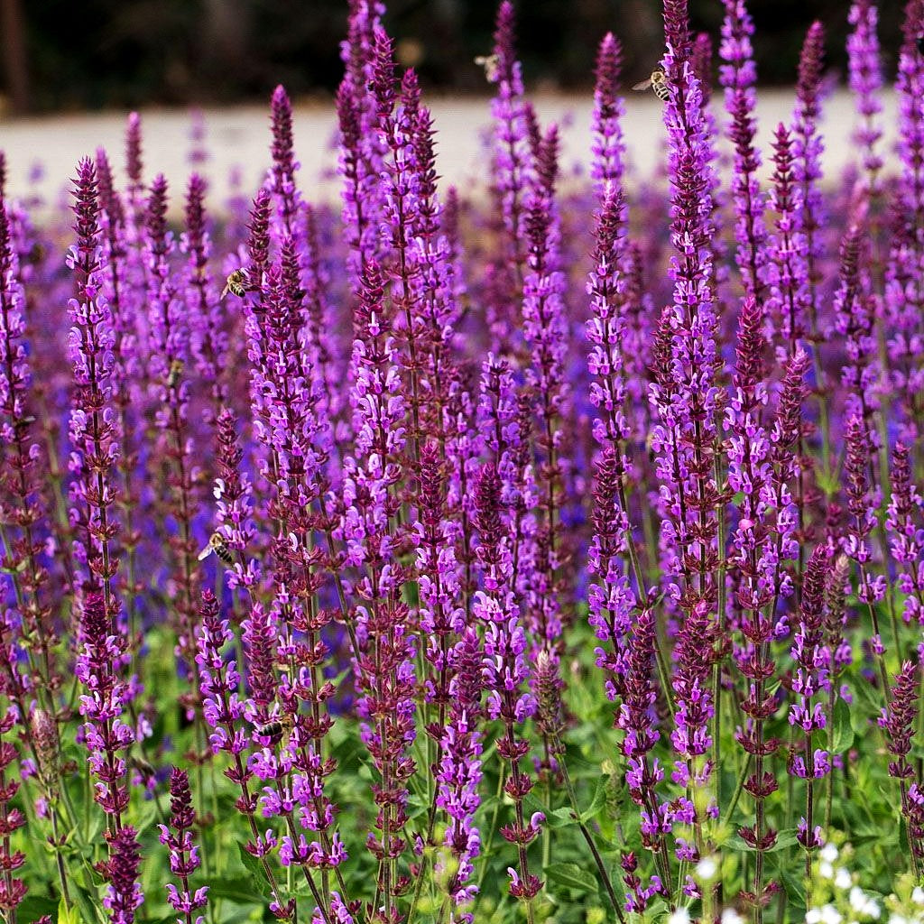 Blüten-Salbei 'Amethyst' (Salvia nemorosa)