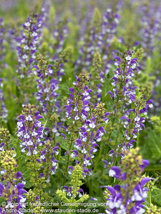 Blüten-Salbei 'Azure Snow' (Salvia pratensis Color Spires)