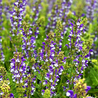 Blüten-Salbei 'Azure Snow' (Salvia pratensis Color Spires)