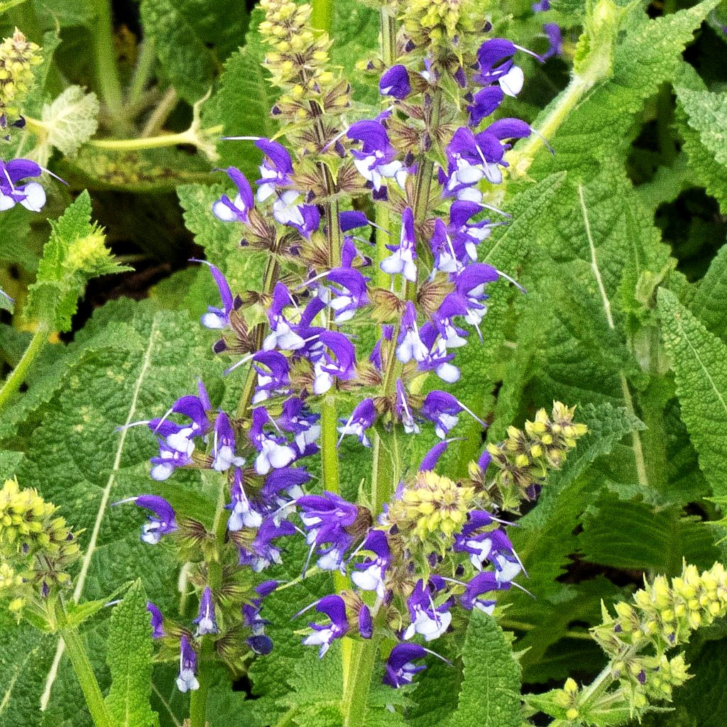 Blüten-Salbei 'Azure Snow' (Salvia pratensis Color Spires)