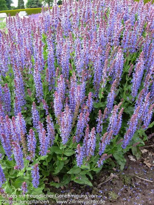 Blüten-Salbei 'Blauhügel' (Salvia nemorosa)