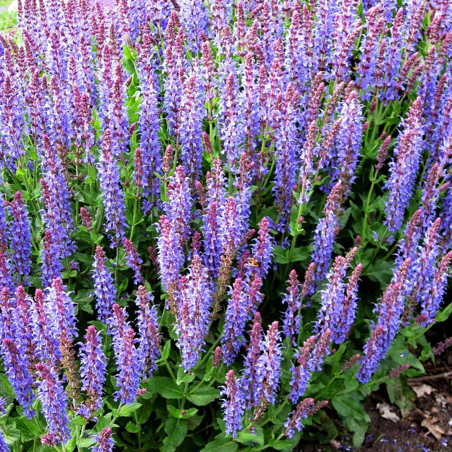 Blüten-Salbei 'Blauhügel' (Salvia nemorosa)