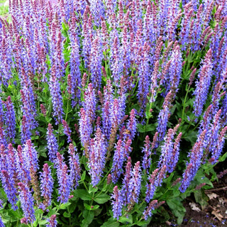 Blüten-Salbei 'Blauhügel' (Salvia nemorosa)