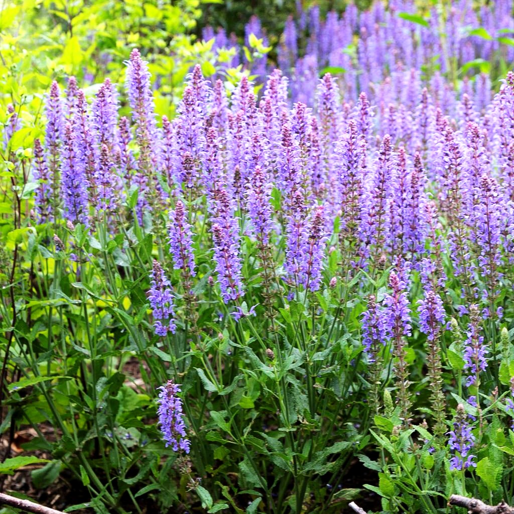 Blüten-Salbei 'Blauhügel' (Salvia nemorosa)