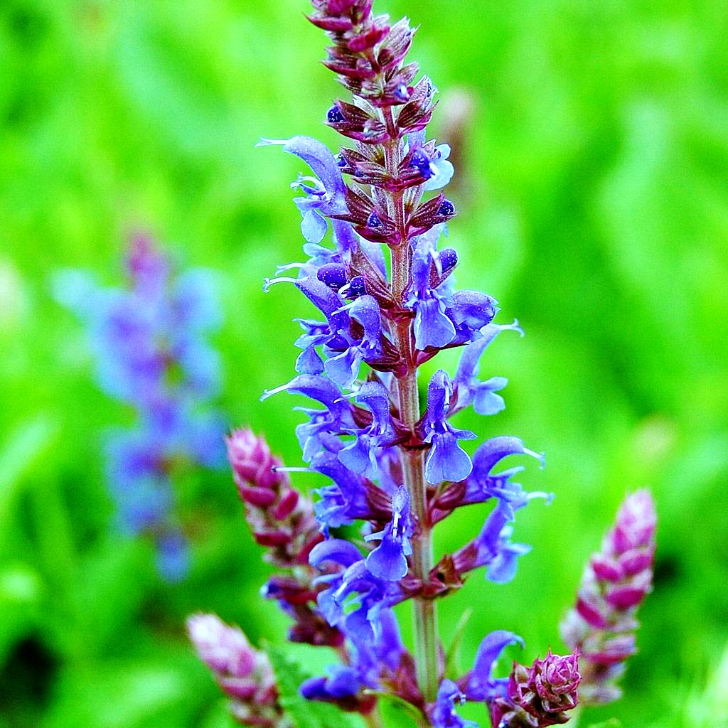 Blüten-Salbei 'Blauhügel' (Salvia nemorosa)