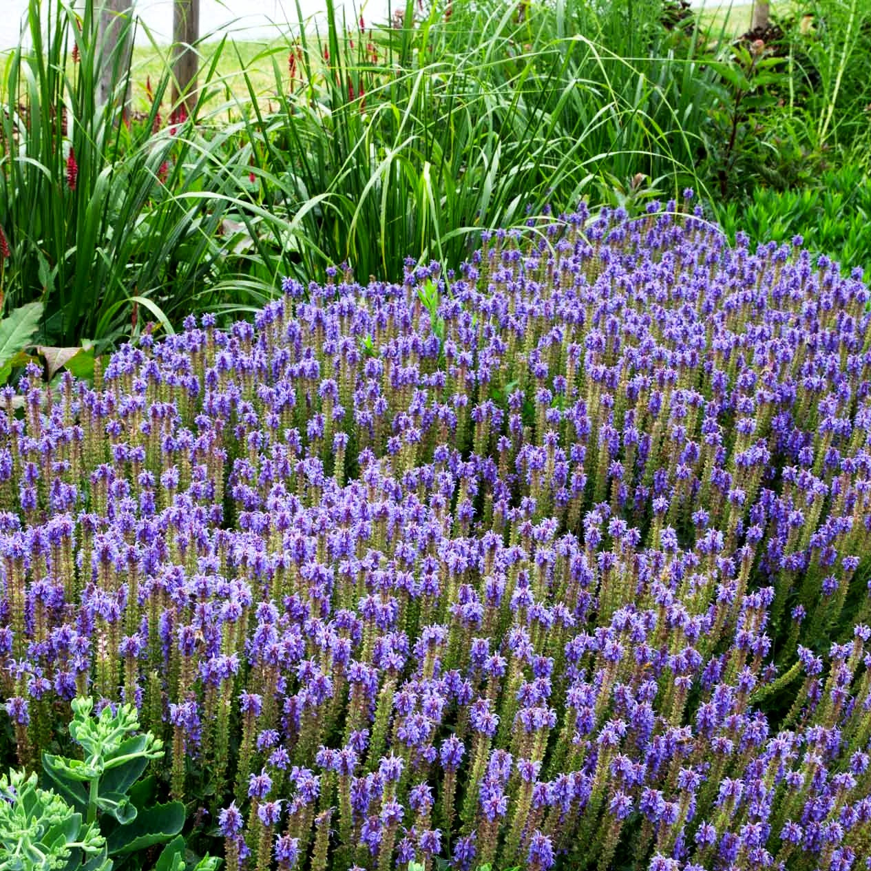 Blüten-Salbei 'Blauhügel' (Salvia nemorosa)